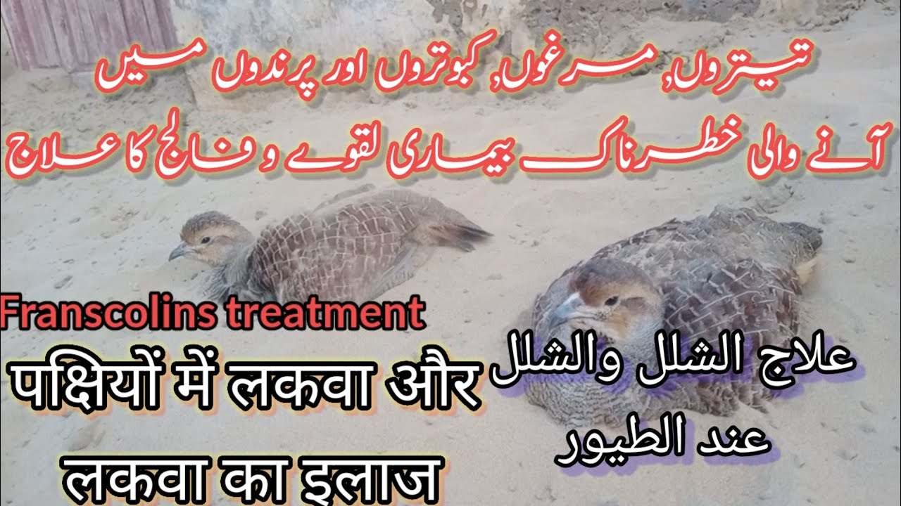 teetar k falij or laqwa ka ilaj | تیتر اور دوسرے پرندوں کے لقوے کا علاج #birdswatching #birdslovers