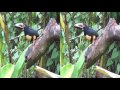 Feeding Birds Farn at La Fortuna 2016   3D SBS