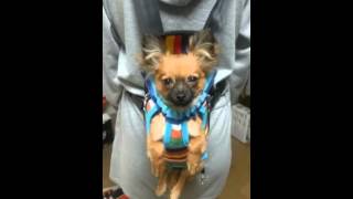 ポメチワ愛犬タワシ 犬用抱っこ紐での散歩 おしゃべりペット Youtube