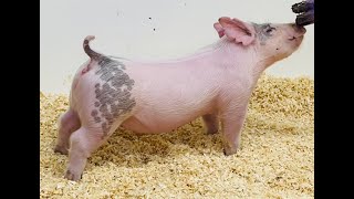 32-2 Cross Gilt