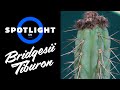 Spotlight on bridgesii tiburon