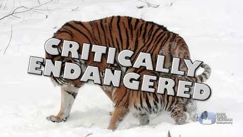 Science Trek: Endangered Species: Endangered Species Basics