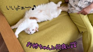 何故か天敵だったお姉ちゃんに、むーちゃんが大人の対応？（笑）むーちゃんの成長ぶりに感動しました！