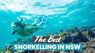 The Best Snorkelling in NSW: Seal Rocks, Bushrangers Bay & More