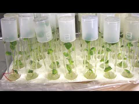 Видео: Меристема - нетрадиционен начин за размножаване на растенията и твърдост