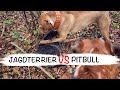 Jagdterrier attacked the pit bull. Tough dog fight の動画、YouTube動画。