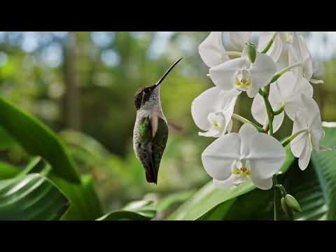 Healing Music for Emotional Balance 🌿 Let Every Melody Comfort Your Heart