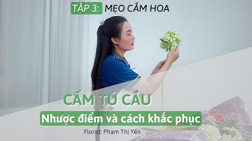 Yến Florist - Mẹo cắm hoa - Tập 3 - Hoa cẩm tú cầu, nguyên nhân hoa héo và cách khắc phục