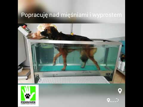 Wideo: Hydroterapia Dla Psów