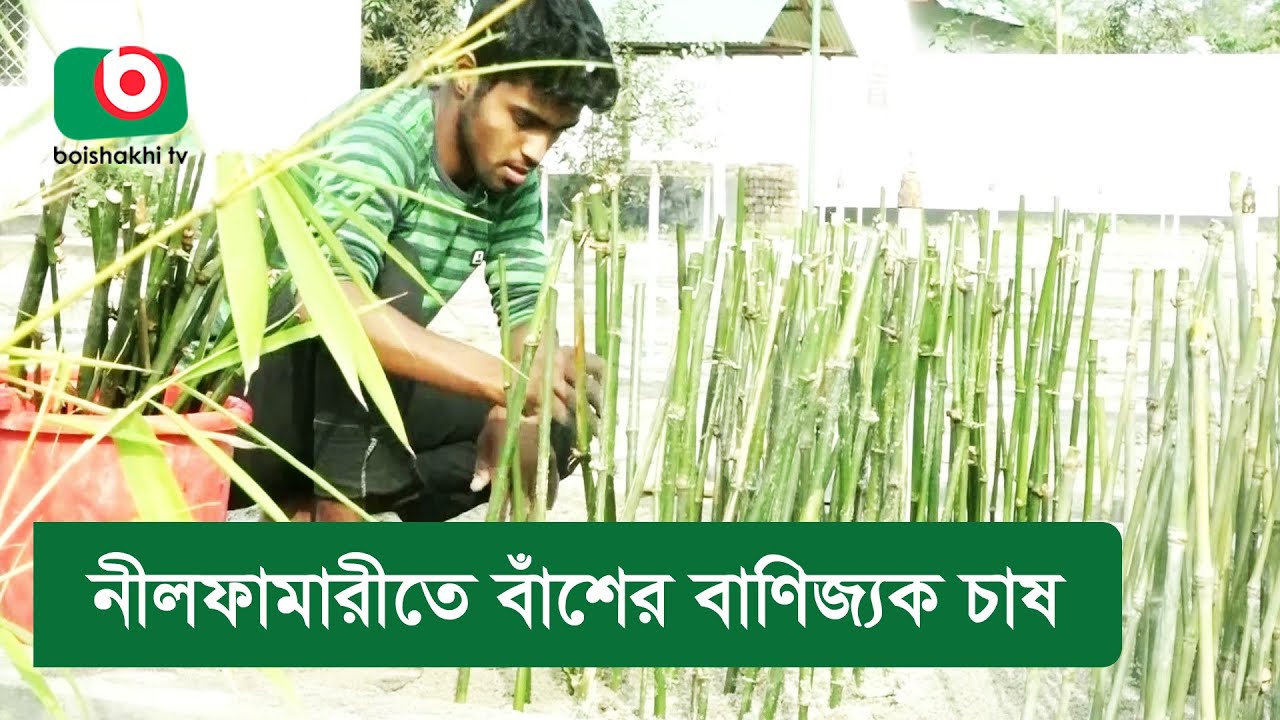 নীলফামারীতে বাঁশের বাণিজ্যক চাষ