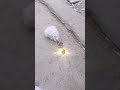 Fun #rabbit #bunny #cuterabbit #cutepets #rabbitlover#animalvideos #petlover #bunnylove #cuteanimals