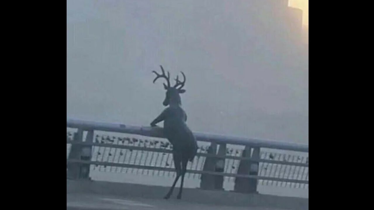 Molden Golda 🎶 Late Night Song / Zyban 