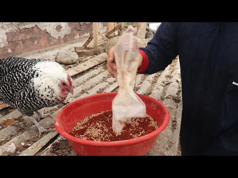 Tavuk Yumurtlaması İçin Yapılan Tarif