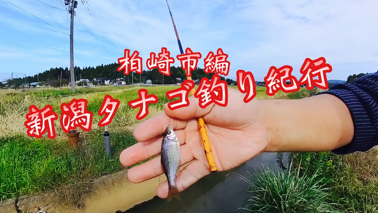 新潟タナゴ釣り紀行・驚き‼︎ゲスト登場♬ - YouTube