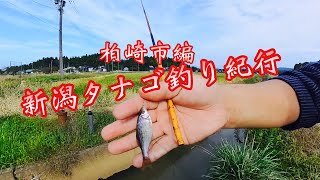 新潟タナゴ釣り紀行・驚き‼︎ゲスト登場♬ - YouTube