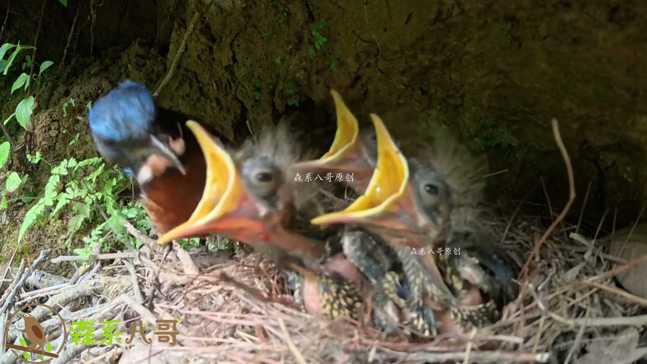 The cuckoo bird not eating less food, and its mouth keeps chirping