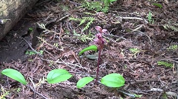 Plant Systematics course video