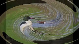 Goosander Mating Display
