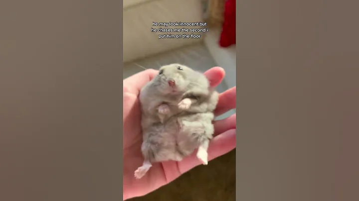 Hamster Lucu Tiktok & Funny Hamsters Videos Complication 2023#1 #cute #animals #funnyhamsters #funny