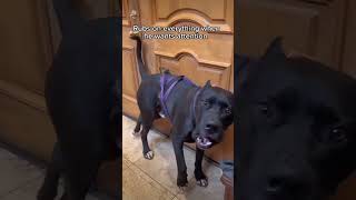 Cute cats and dogs of today, sorry its been a while #cat #dog #funnycats #funnydogs #fyp