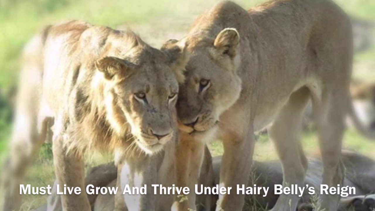 Hairy Belly Matimba Othawa Pride Crossing Over To 2020