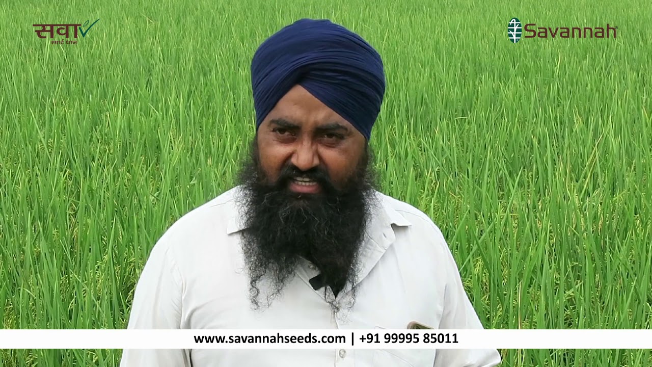 Haryana Farmer Testimonial | Sava Smart Rice 134 - YouTube