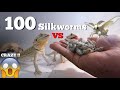 100 Silkworms VS My Bearded Dragons !! *FEEDING FRENZY*