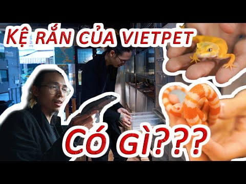 Video Đi trả Plated Lizard và khám phá kệ trăn rắn, Leopard... - youtube