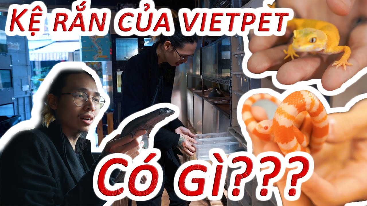 Đi trả Plated Lizard và khám phá kệ trăn rắn, Leopard gecko ở VietPet Garden shop | WILDVN TV