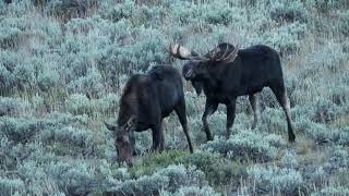 Moose Courting Attempt 2