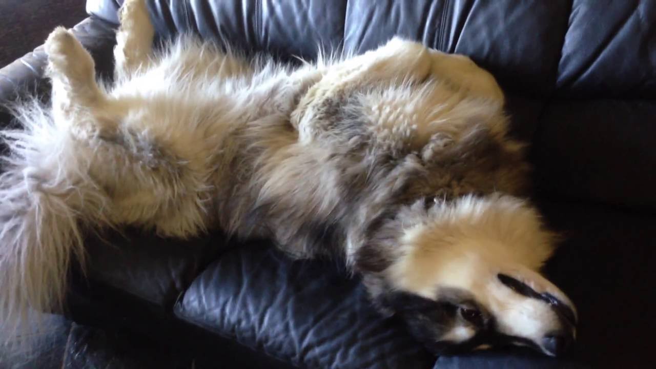 Giant Alaskan Malamute On Couch