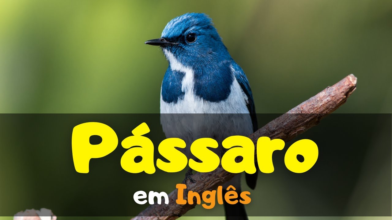 🐦Como dizer PASSARO em Inglês #bird - YouTube