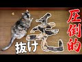 換毛期なので猫6匹ブラッシングしたら抜け毛で猫もう1匹できたww
