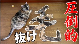 換毛期なので猫6匹ブラッシングしたら抜け毛で猫もう1匹できたww