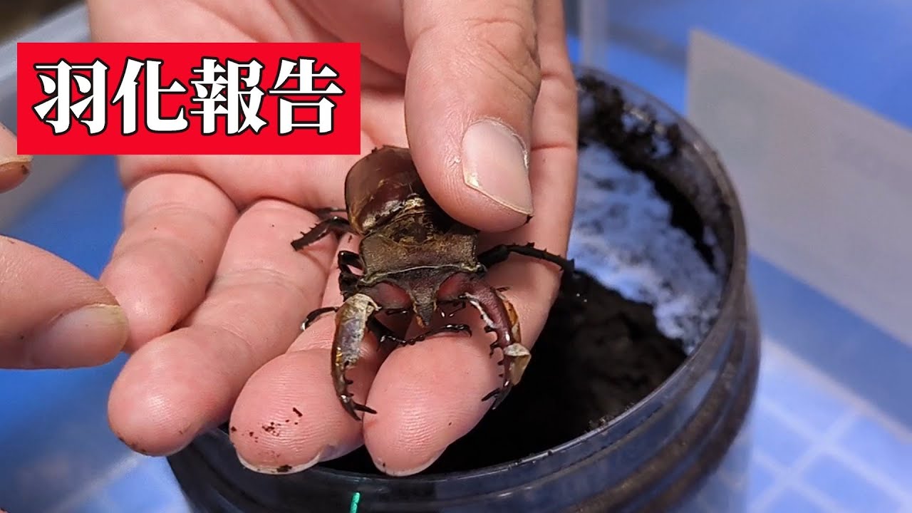 クワガタが羽化したよ！