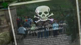 Dünya'nın en zehirli bahçesi: Alnwick