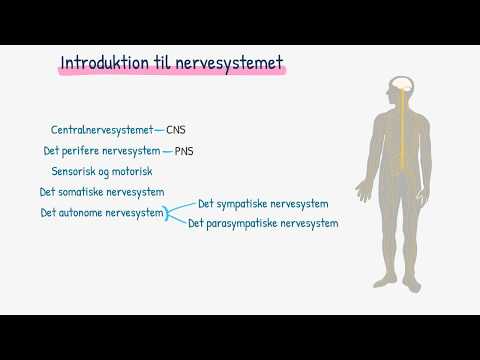 Video: Forskellen Mellem Nervøs Væv Og Nervesystem