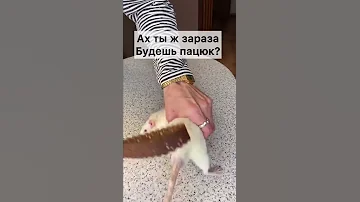 Пацюк получил по жопе ремнём/ помним что это всего лишь видео, я не бил его по настоящему