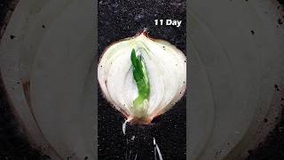 Half Onion Growing - Time lapse #greentimelapse #gtl #timelapse
