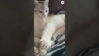 【俺の彼女に手を出すニャ！】飼い主さんのちょっかいに…