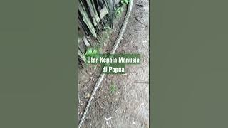 Ular Kepala Manusia di Papua