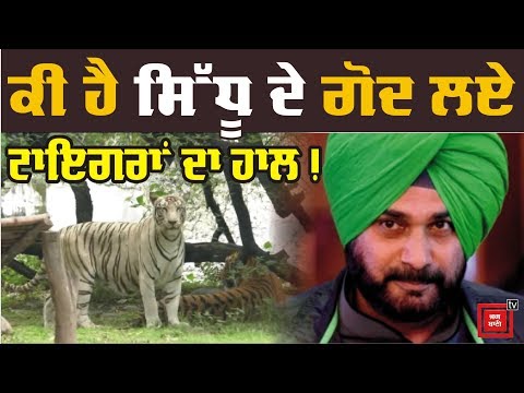 Sidhu ਦੇ ਗੋਦ ਲਏ Tigers `ਤੇ ਵੱਡਾ ਖੁਲਾਸਾ