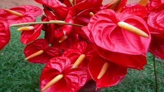 Most Beautiuful Flamingo Flower Ever You Seen