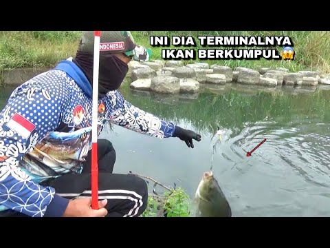 Gacor..! Mancing pakai racikan umpan ini pasti ikanya gacor