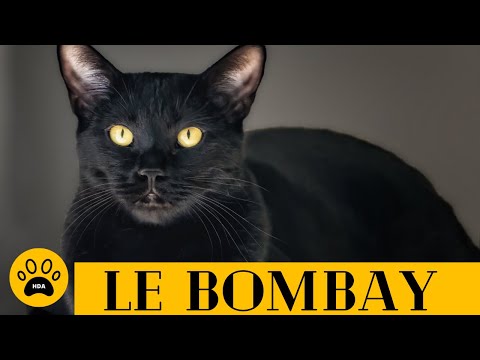 Vidéo: Chat Bombay: Photo Du Chat, Prix, Caractère De La Race, Normes Externes, élevage, Sélection De Chaton, Avis Des Propriétaires