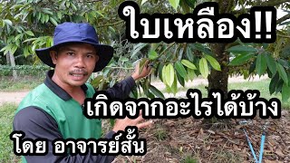 ใบเหลืองเกิดจากอะไร สังเกตุและแก้ไขยังไง | อาจารย์สั้น