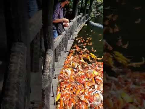 Fish ko deklo