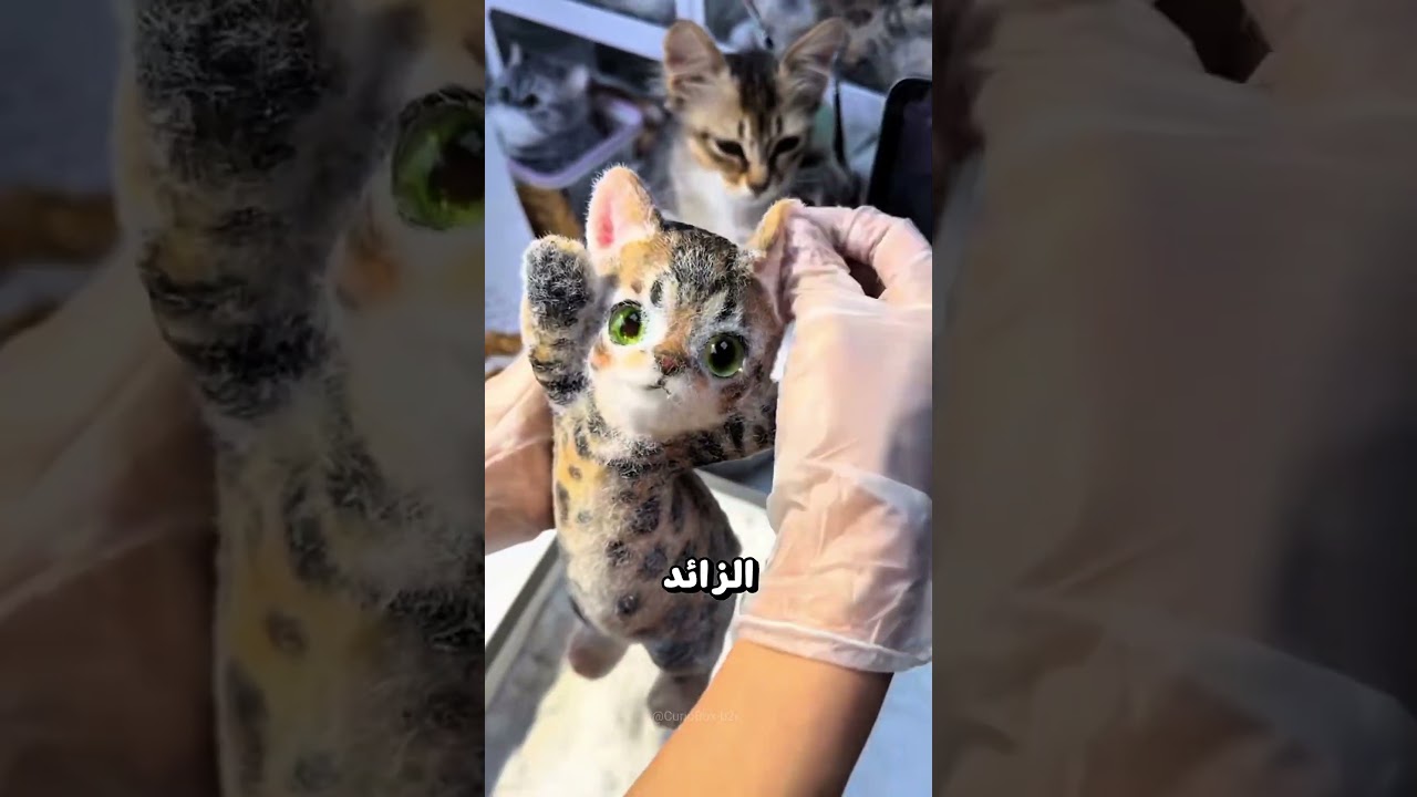 Chinese sticky cat toy 🪀 #shortvideo