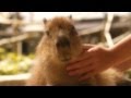 コテンとする仔カピバラ (Scratching baby capybara)