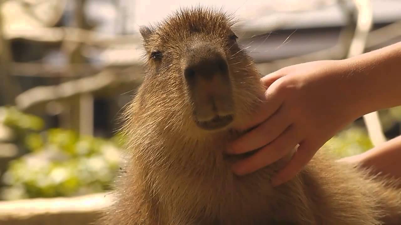 コテンとする仔カピバラ (Scratching baby capybara) - YouTube